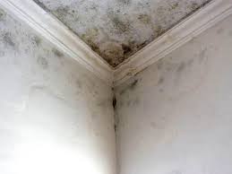 Best Mold Damage Restoration  in Greenville, PA